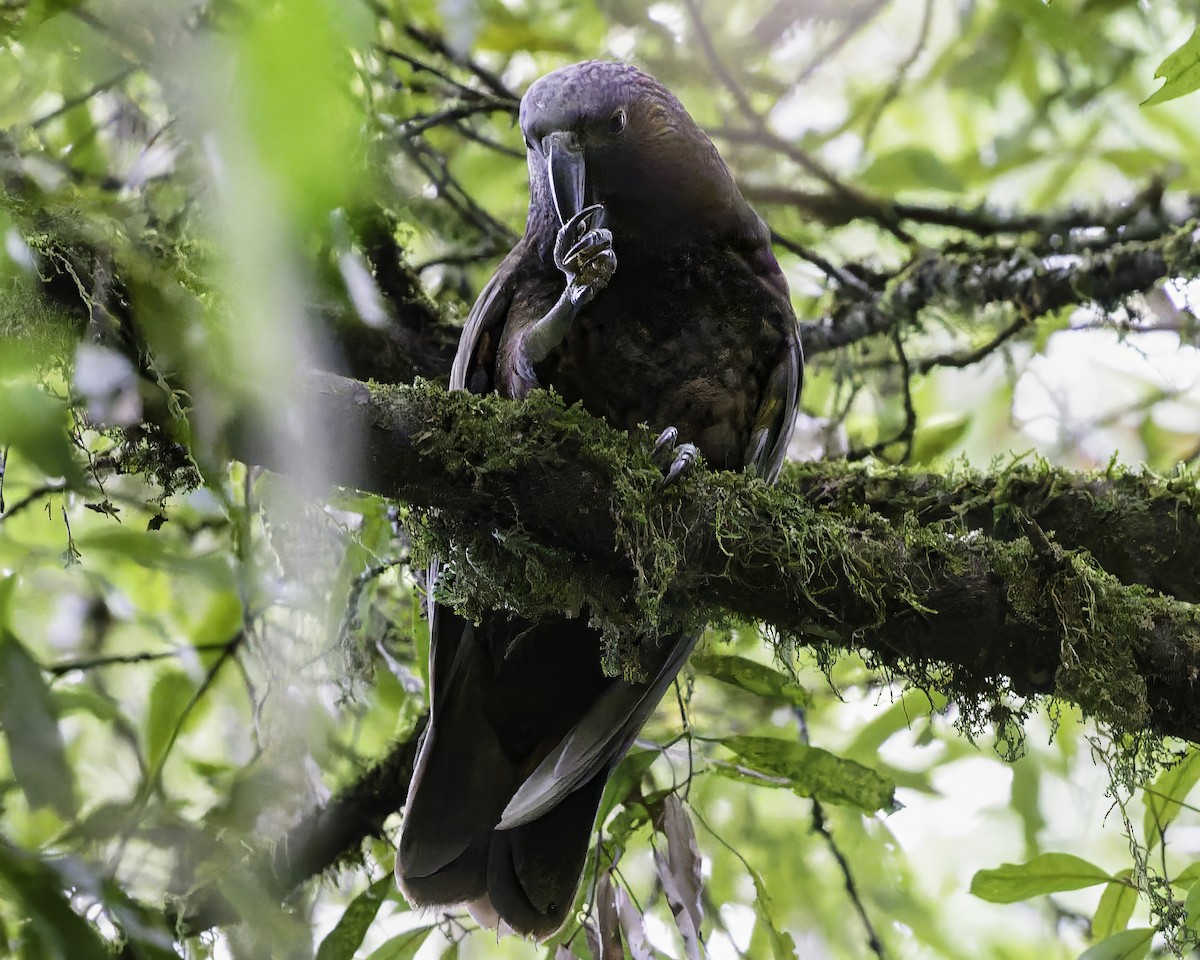 kaka - ML641390402