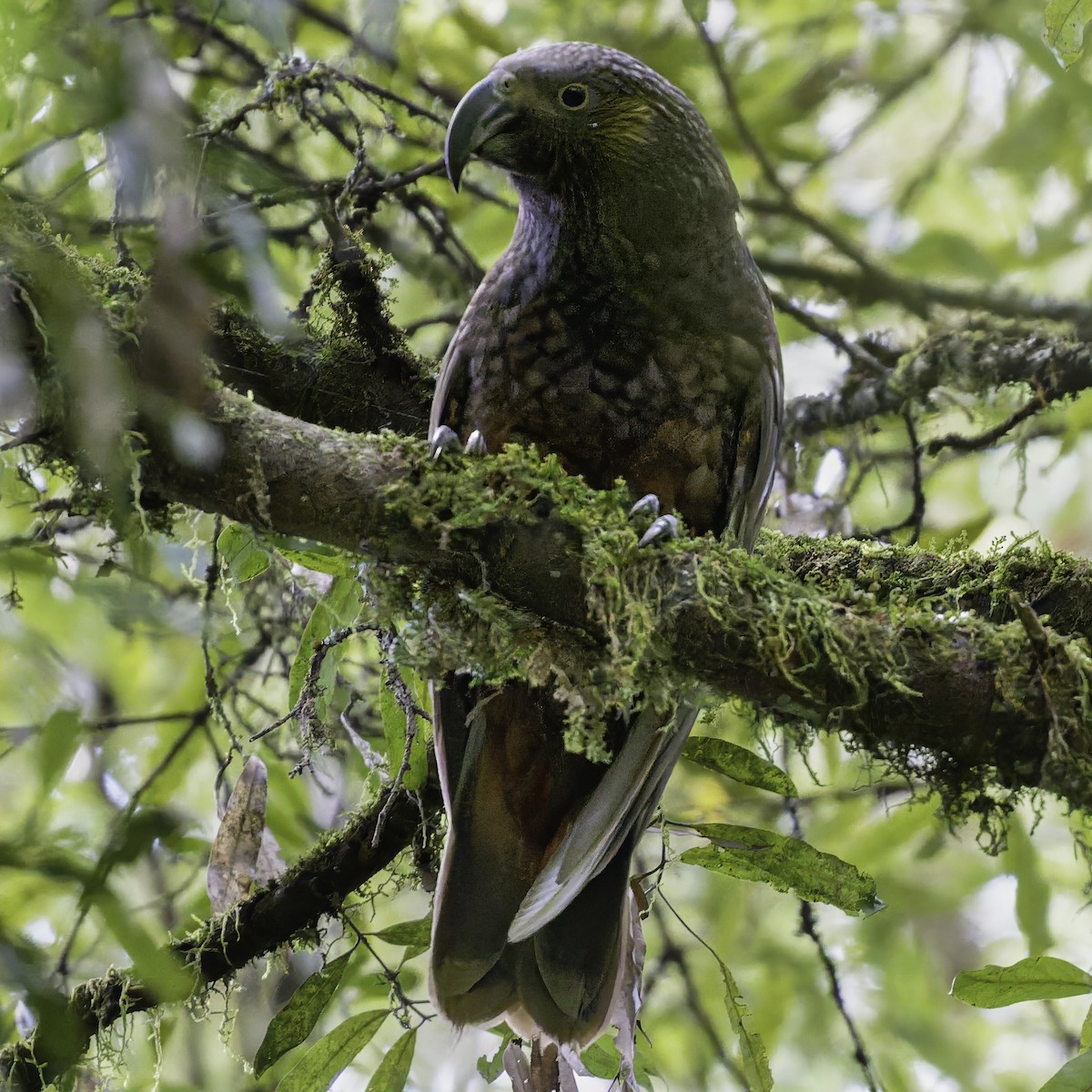 kaka - ML641390403