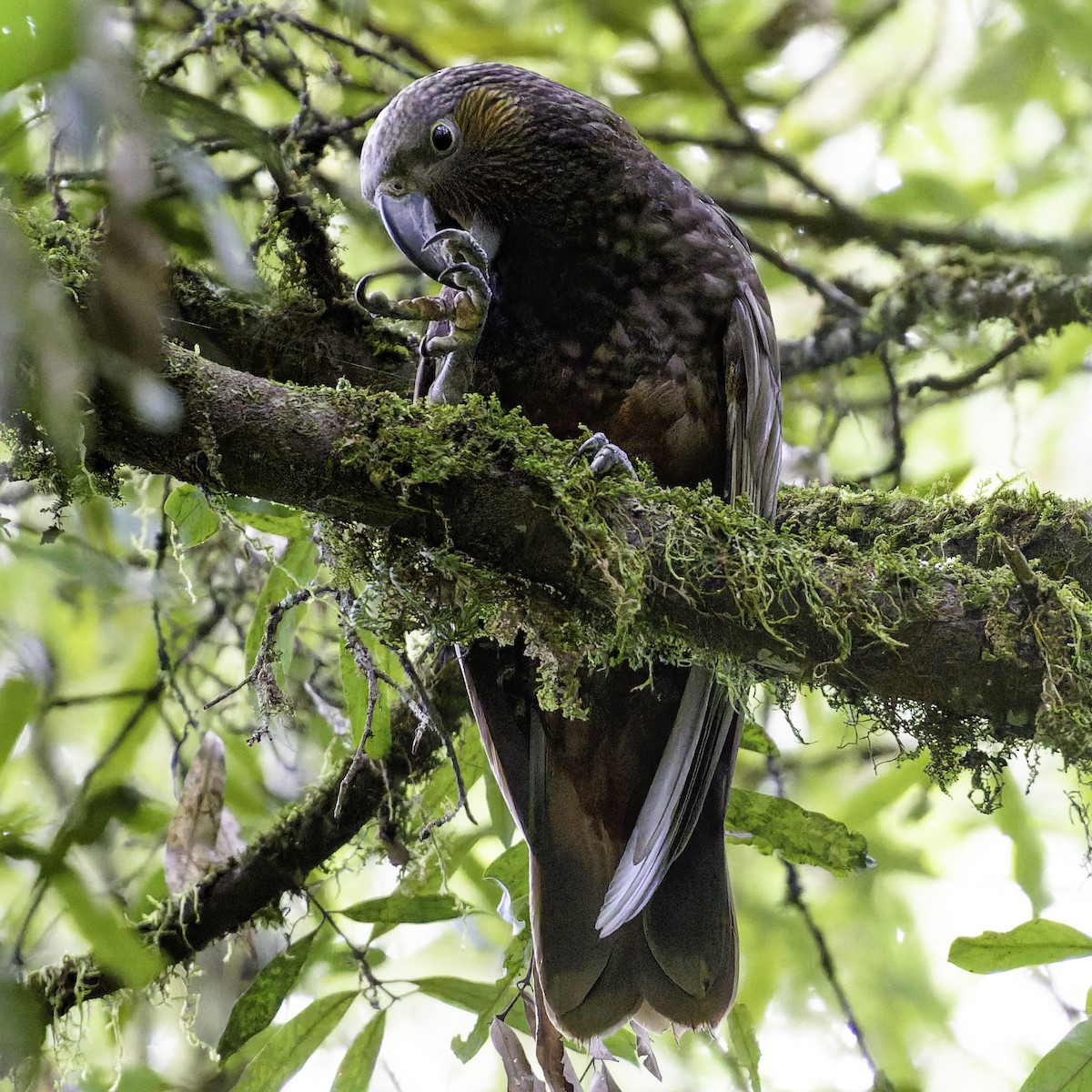 kaka - ML641390404