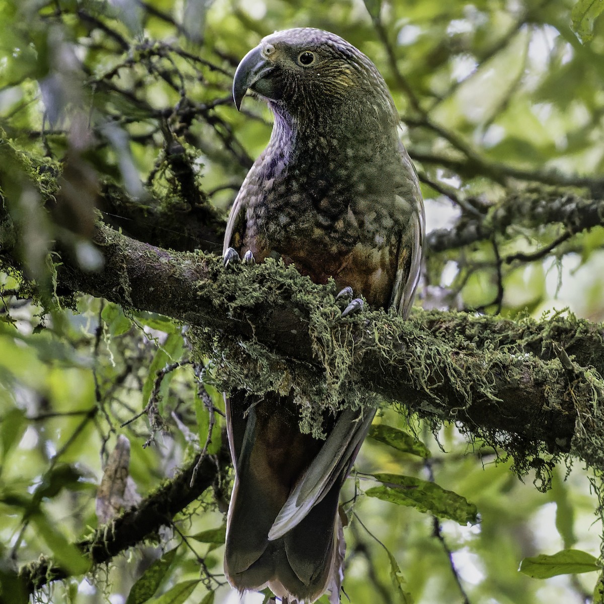 kaka - ML641390405