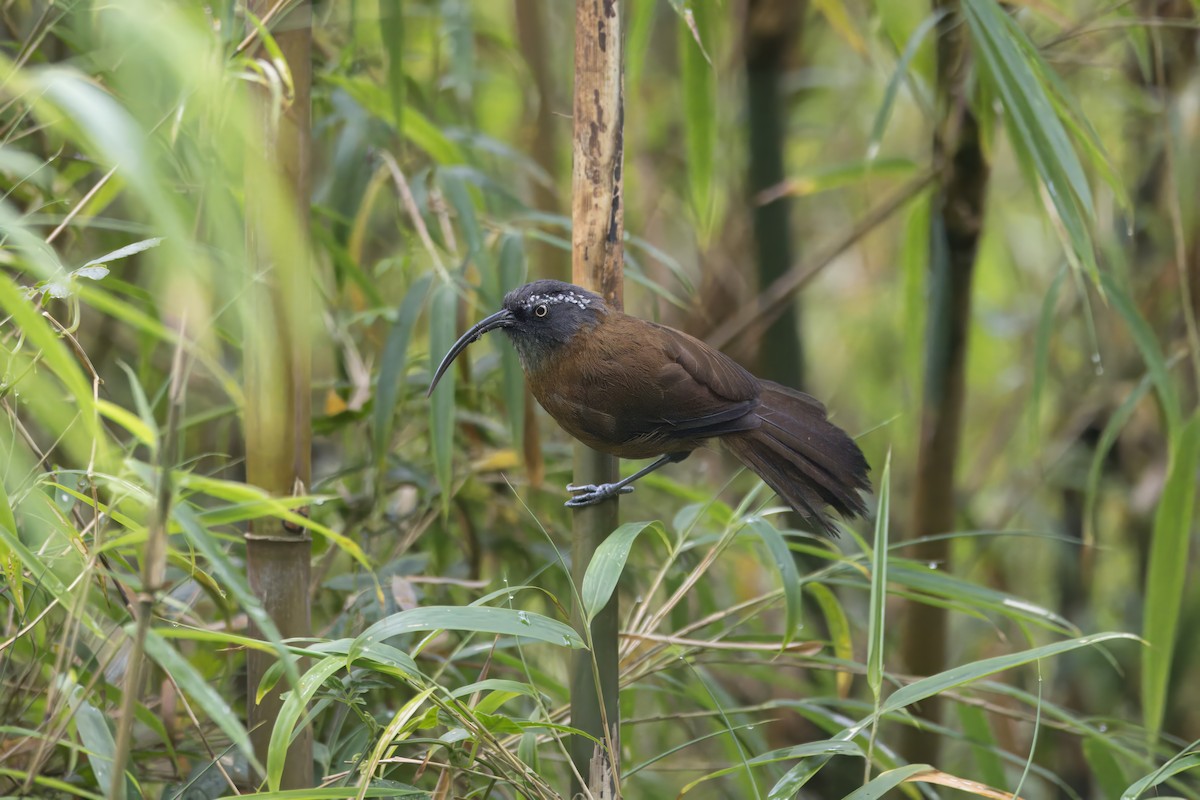Slender-billed Scimitar-Babbler - ML641390406