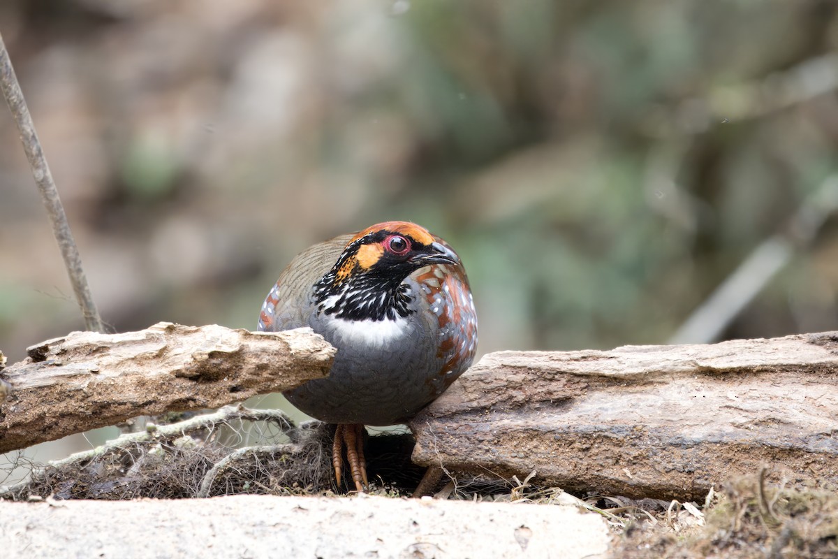 Hill Partridge - ML641390421