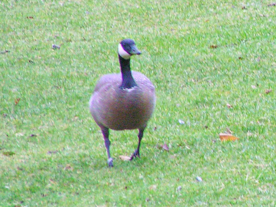Cackling Goose - ML641390460
