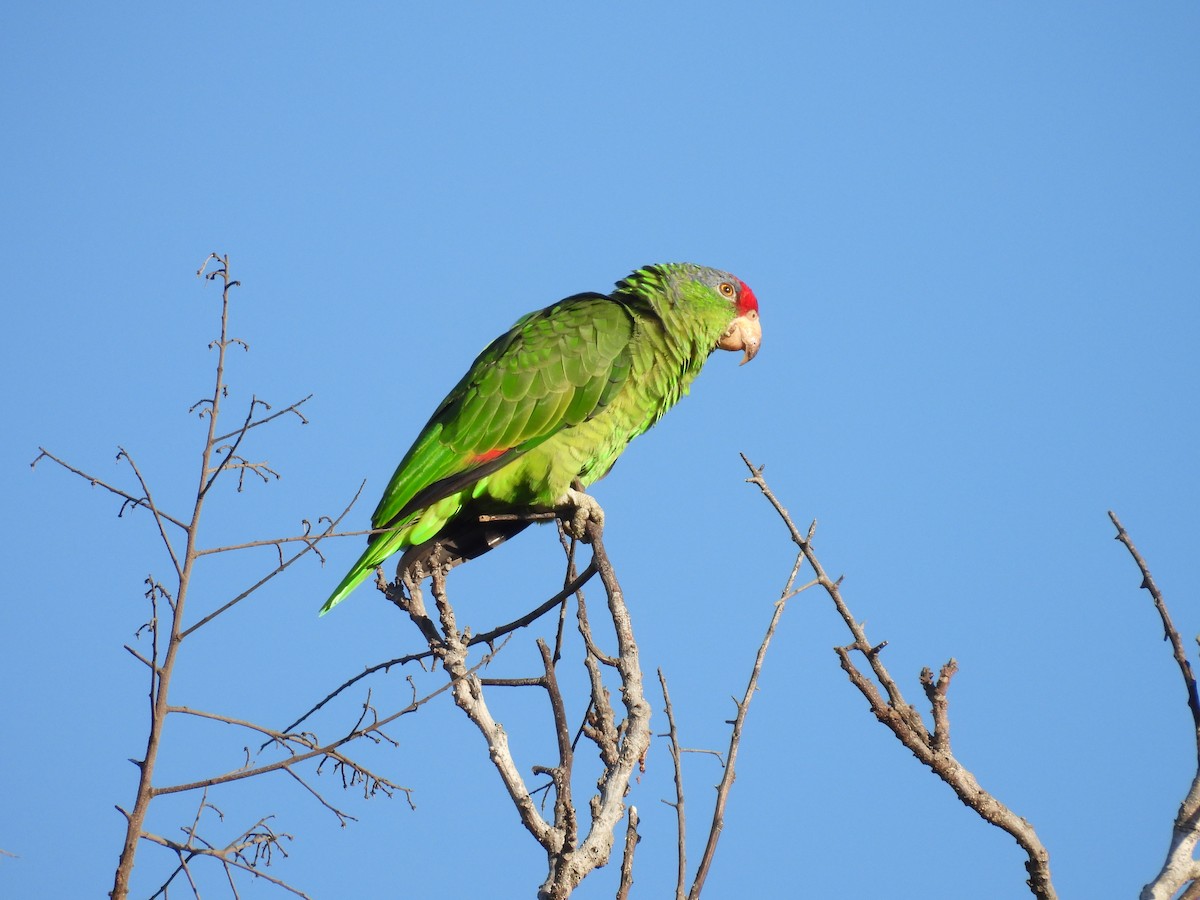 Amazone à joues vertes - ML641390470
