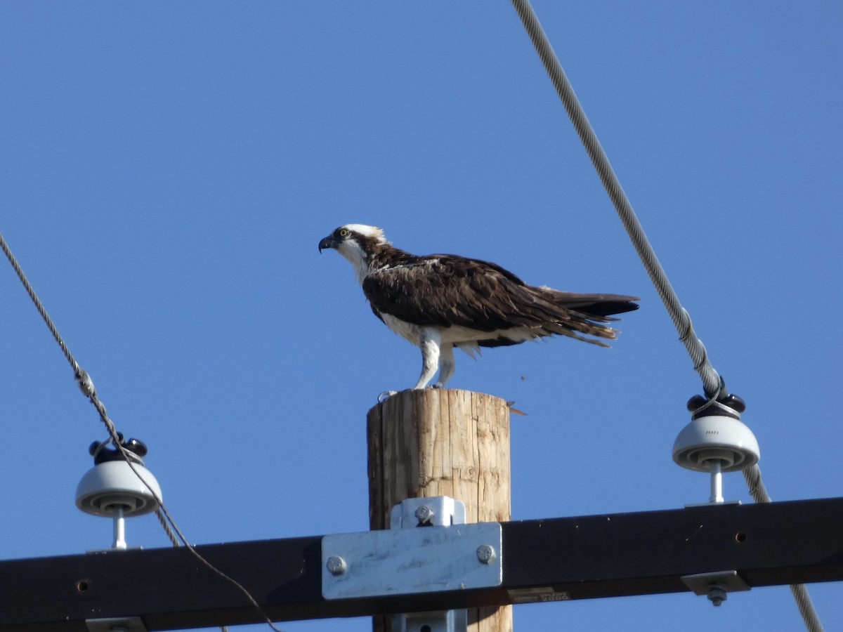 Osprey - ML641390486