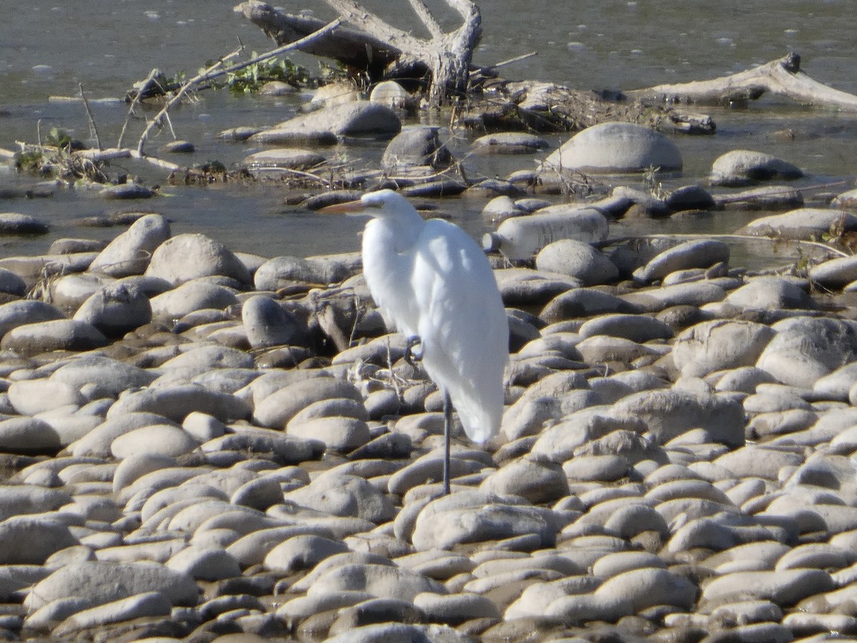 Цасч дэглий - ML641390518