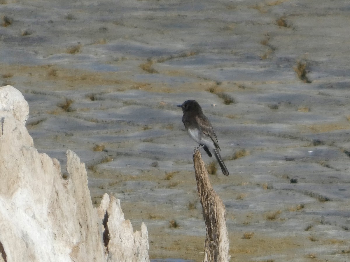 Black Phoebe - ML641390529