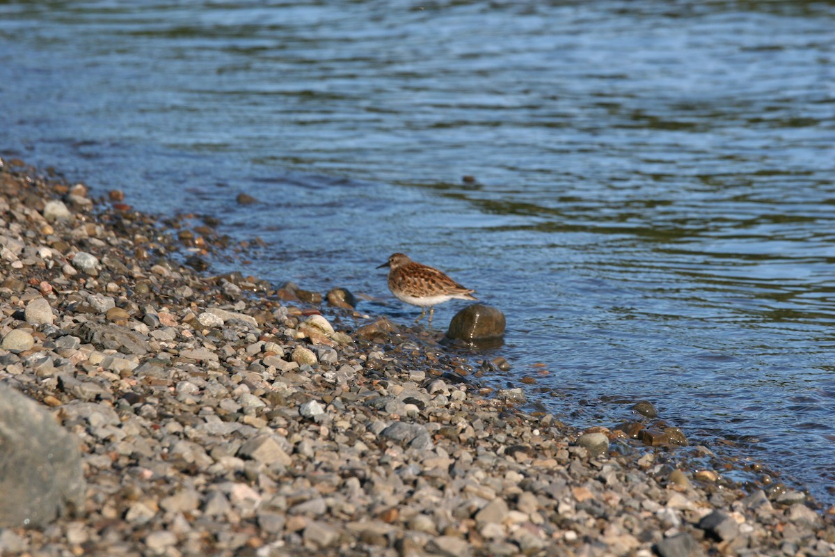 Least Sandpiper - ML641390531