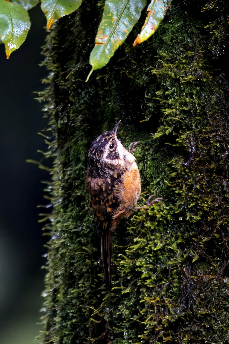 Rusty-flanked Treecreeper - ML641390554