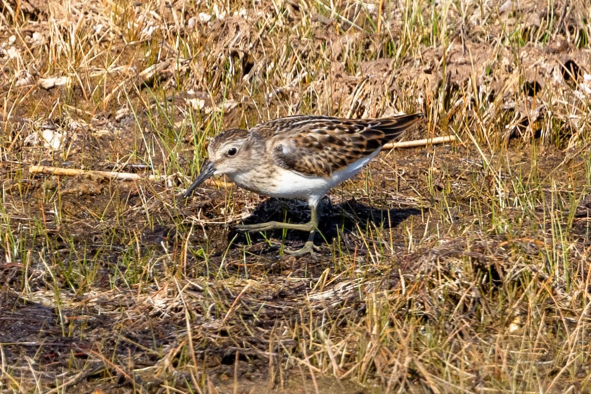 Least Sandpiper - ML641390570