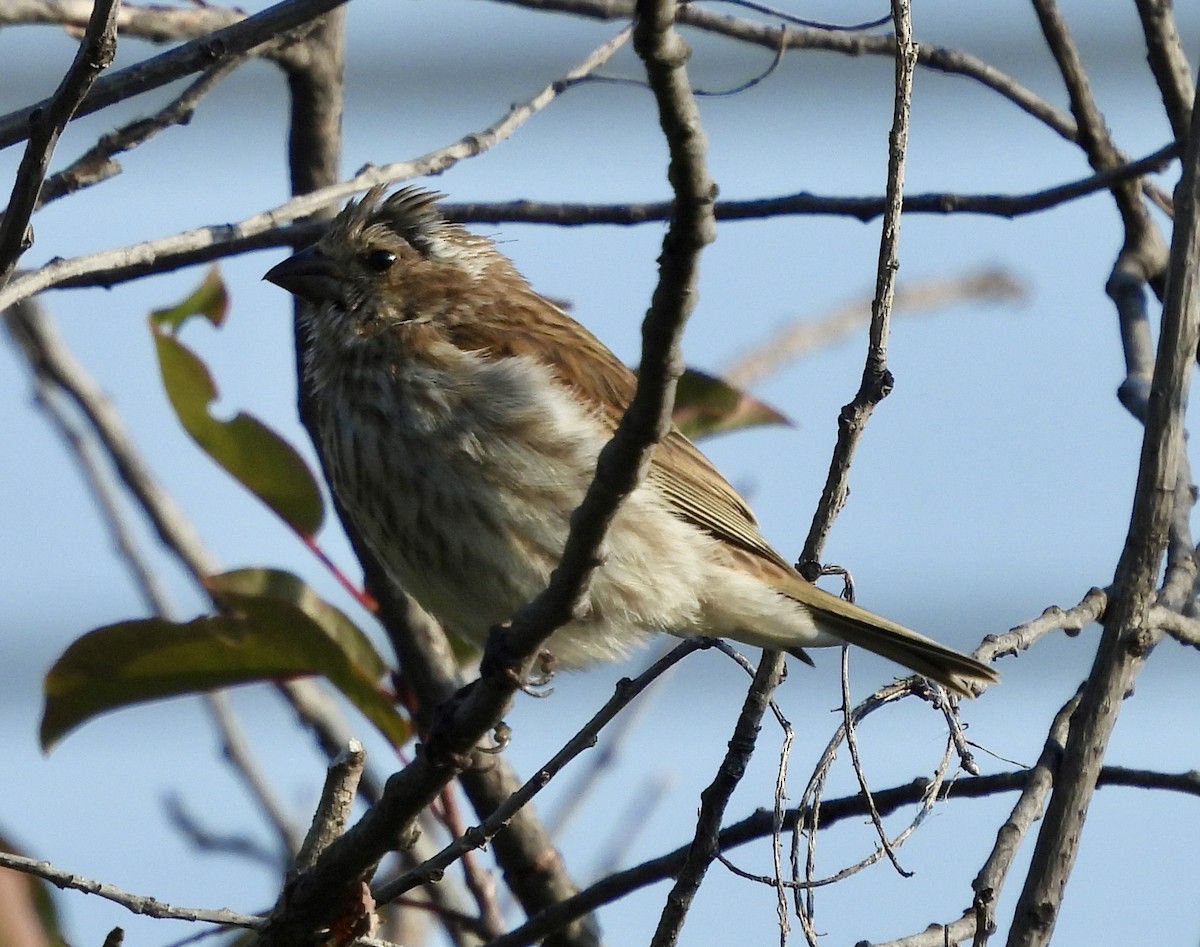 Purple Finch - ML641390586