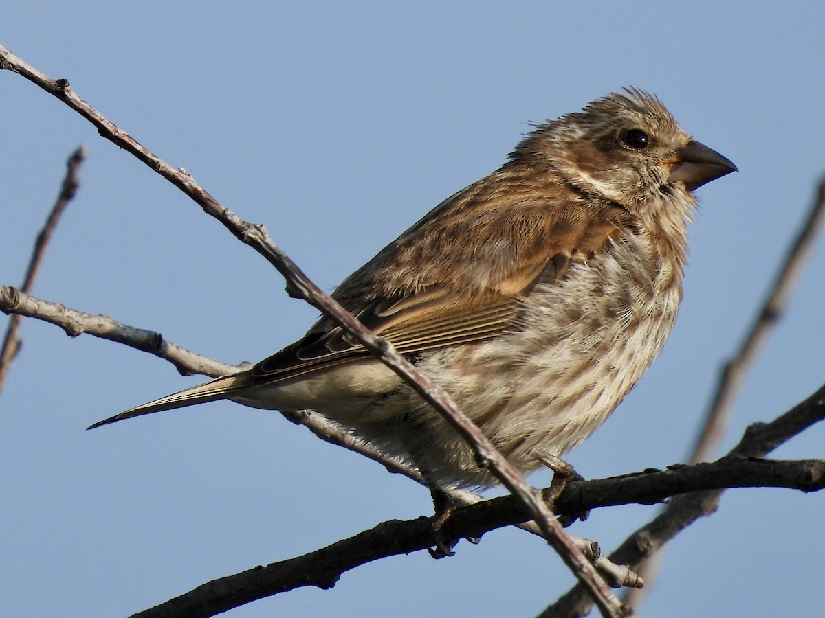 Purple Finch - ML641390587