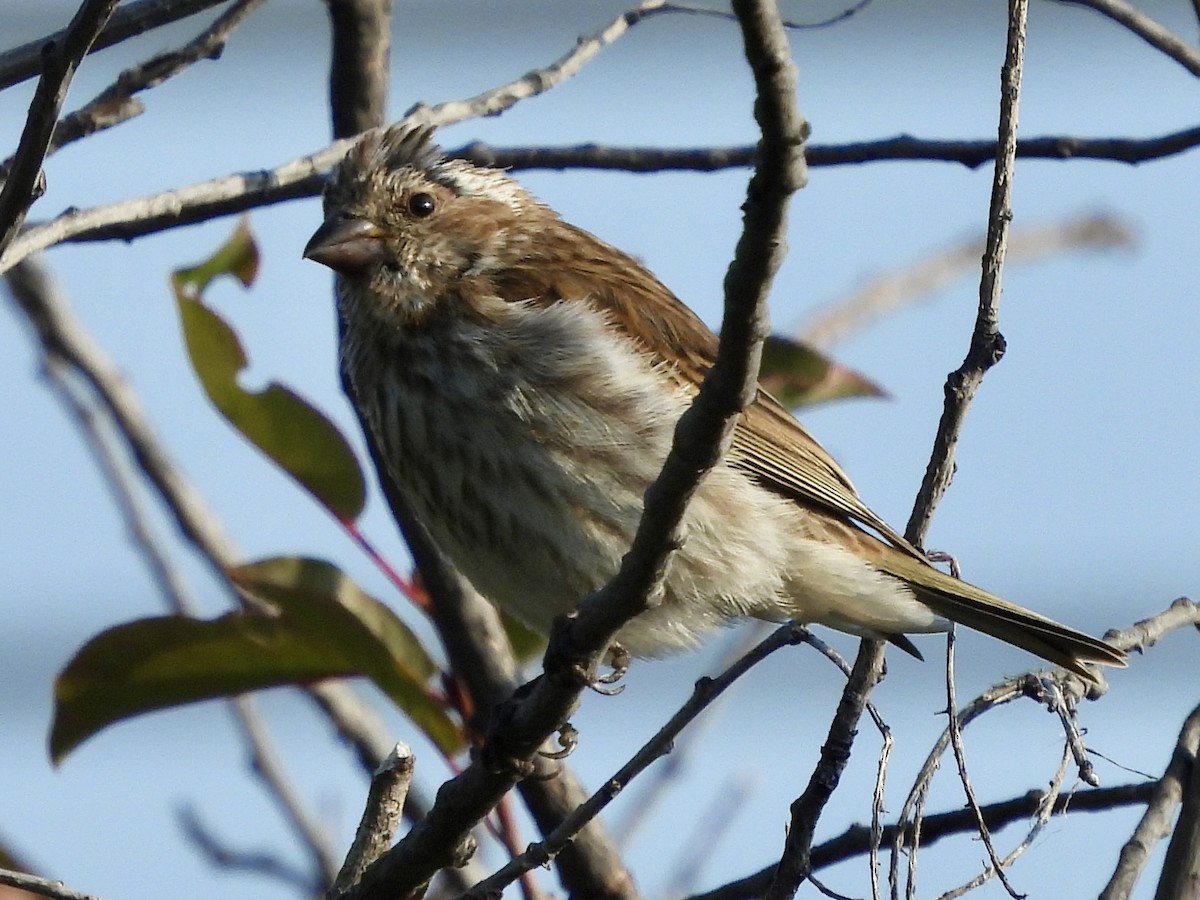 Purple Finch - ML641390588