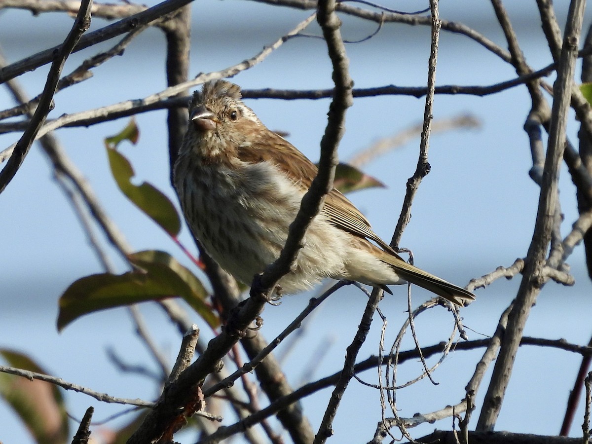 Purple Finch - ML641390589