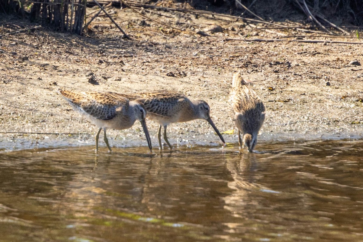 Short-billed Dowitcher - ML641390592
