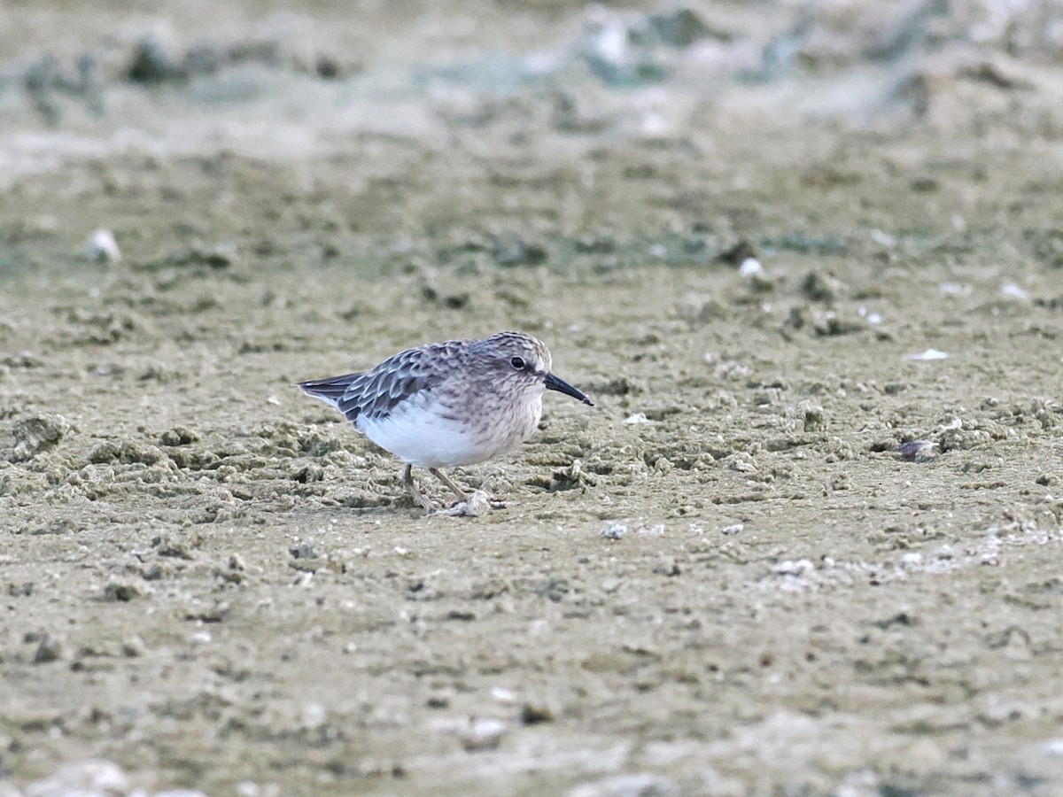 Least Sandpiper - ML641390635