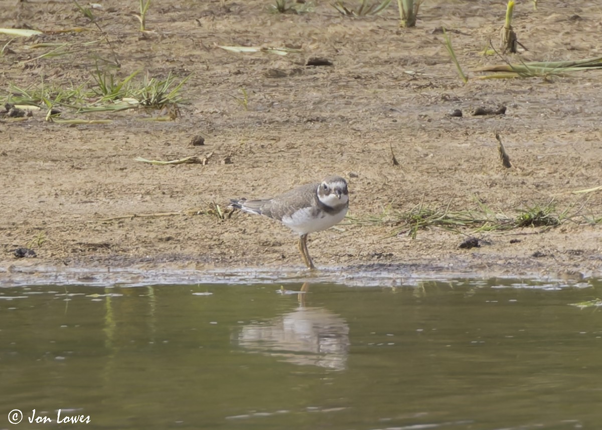Common Ringed Plover - ML641390636
