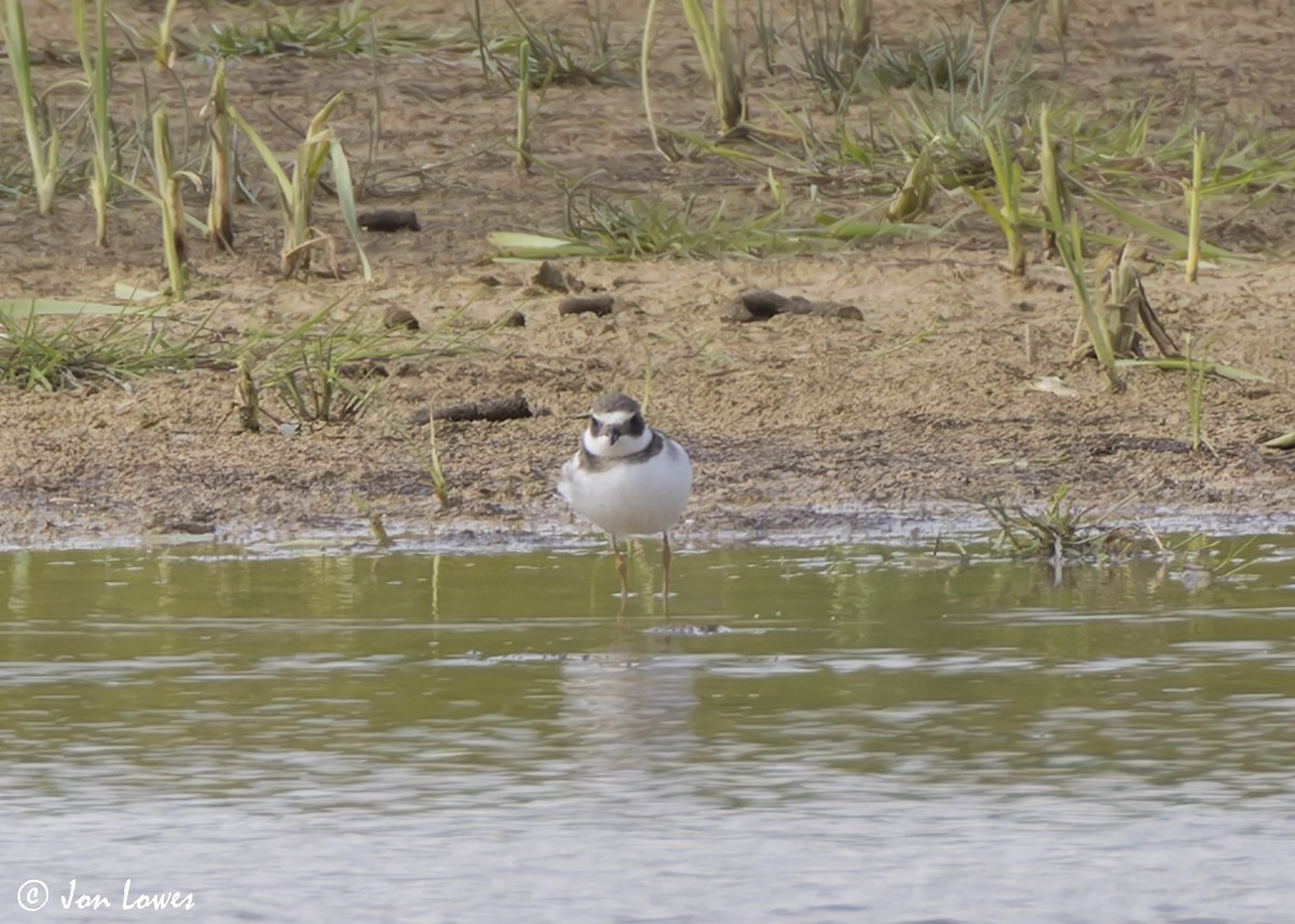 Common Ringed Plover - ML641390637