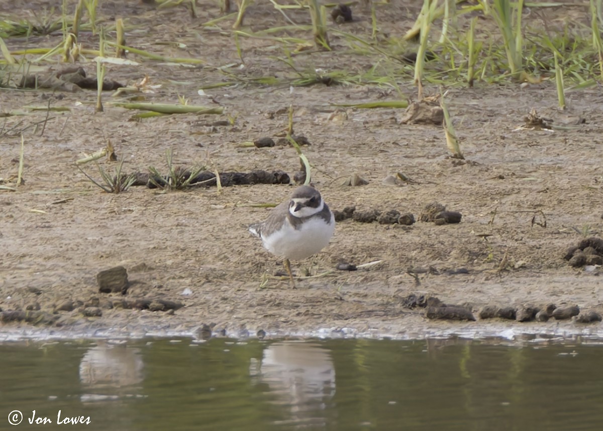 Common Ringed Plover - ML641390638