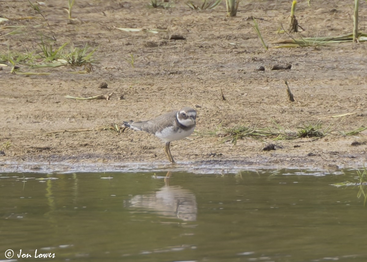 Common Ringed Plover - ML641390639