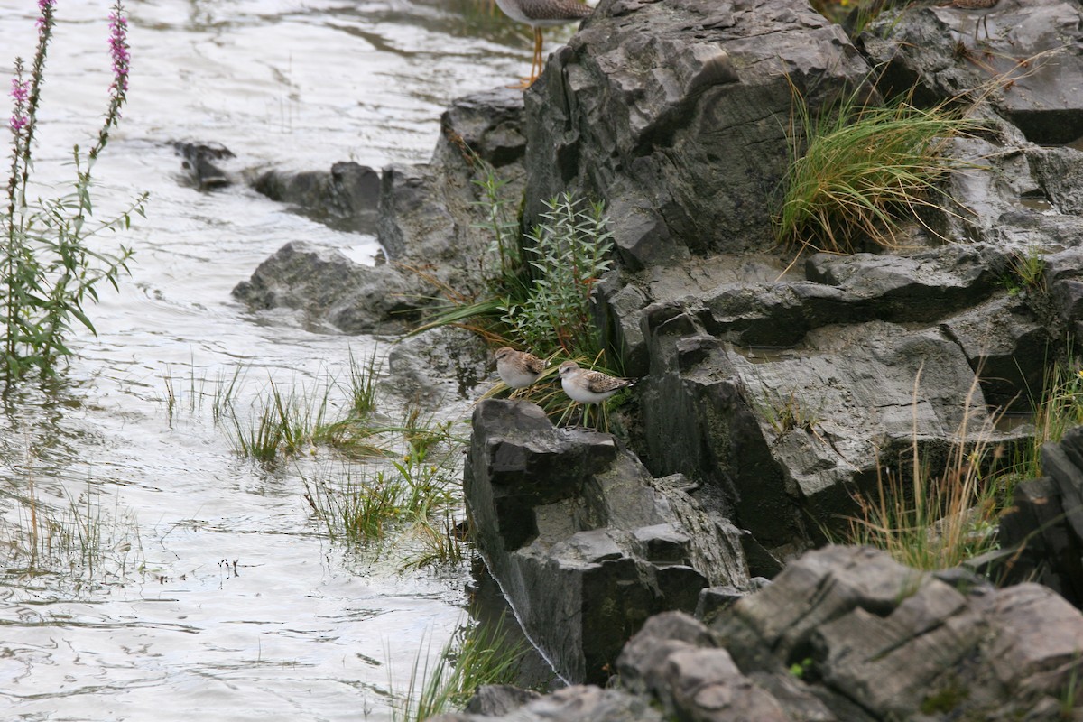 Least Sandpiper - ML641390657