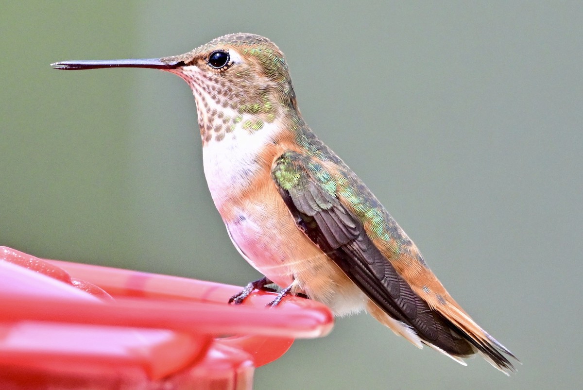 Rufous Hummingbird - ML641390658