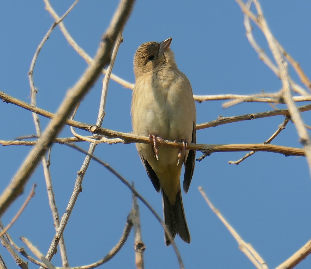 Black-headed Bunting - ML641390698