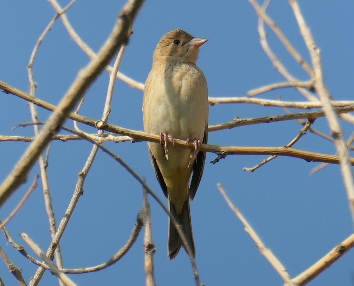 Black-headed Bunting - ML641390699