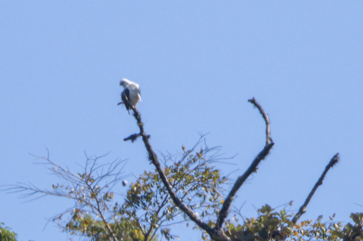Mantled Hawk - ML641390766