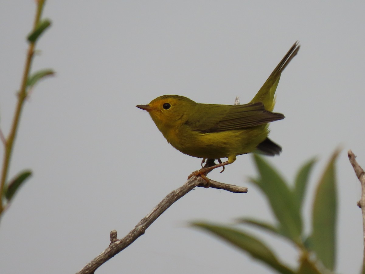 Wilson's Warbler - ML641390780