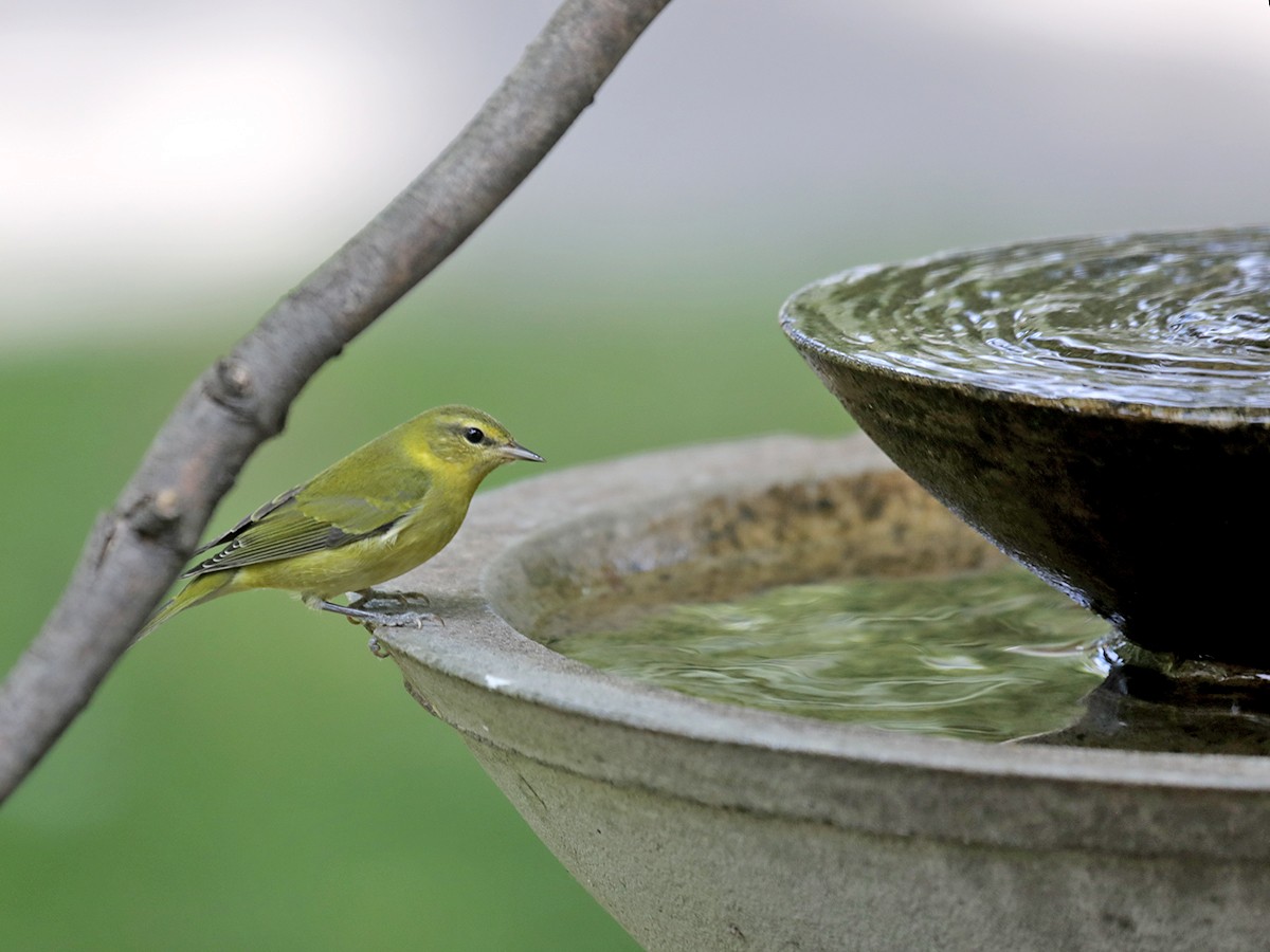 Tennessee Warbler - ML641390791