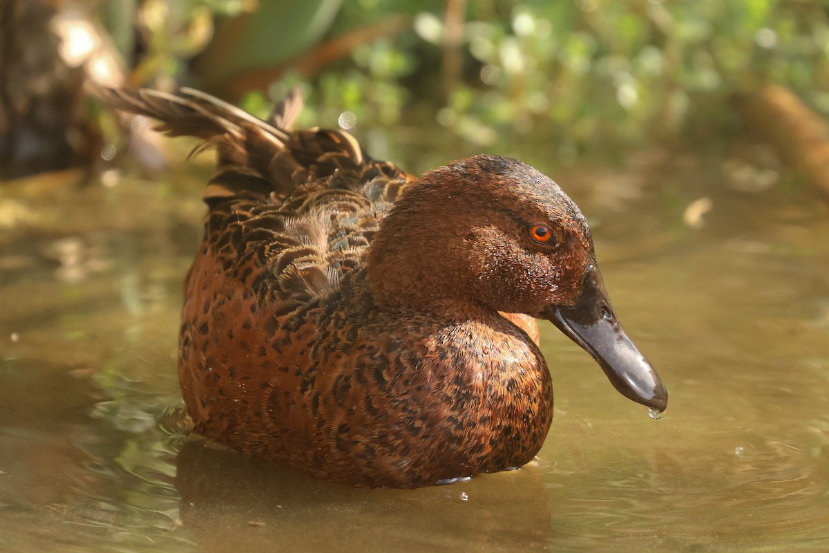 Cinnamon Teal - ML641390817