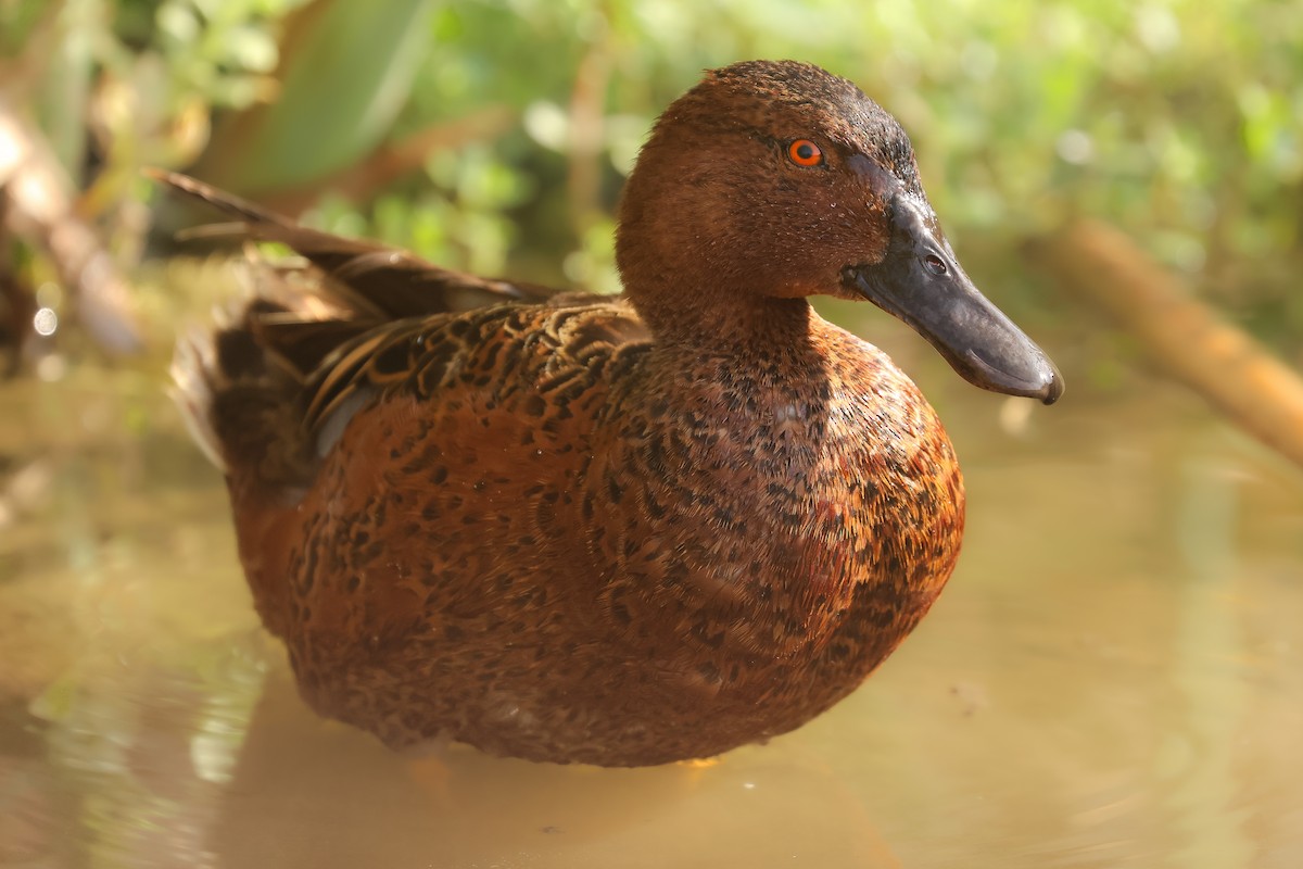 Cinnamon Teal - ML641390819