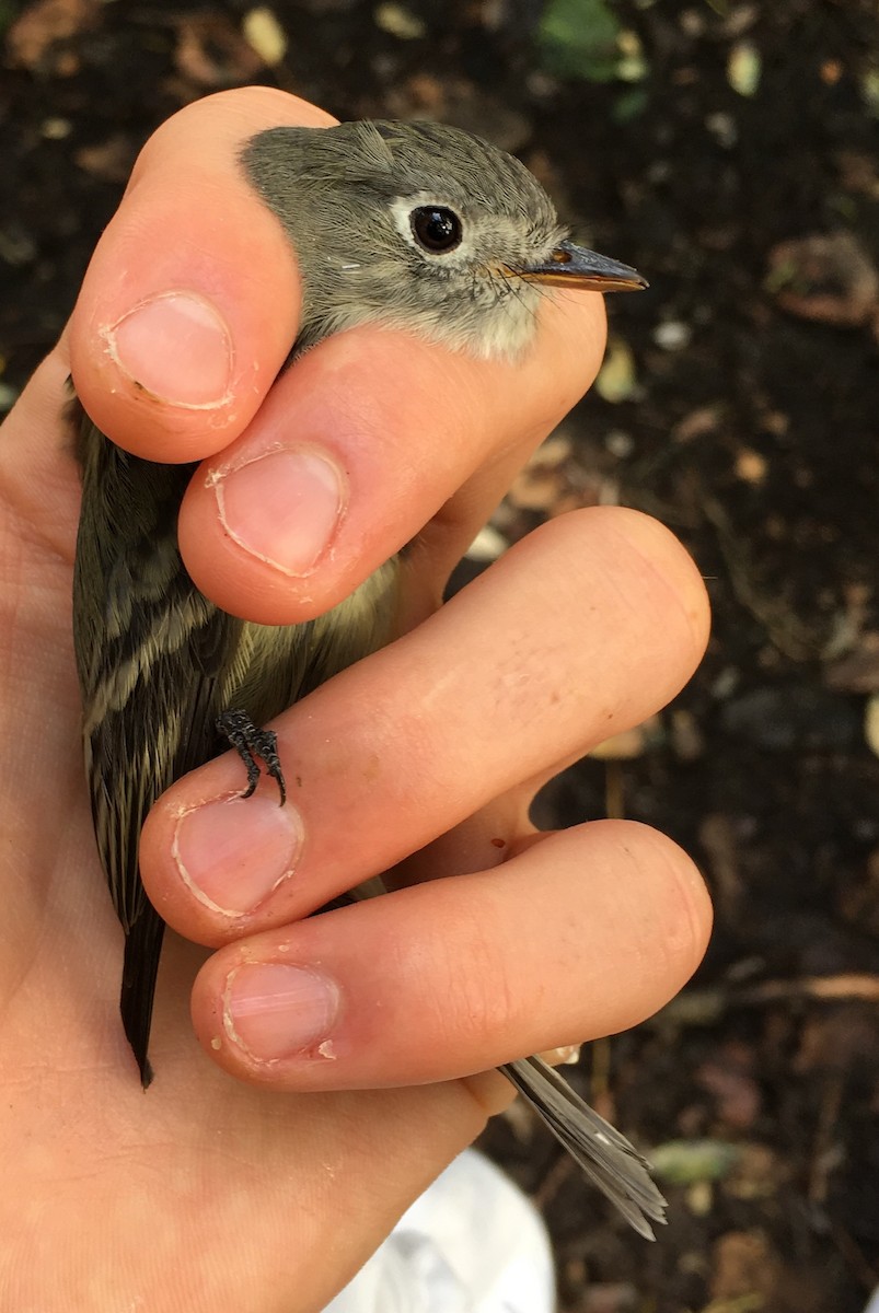 Western Flycatcher (Pacific-slope) - ML641390829