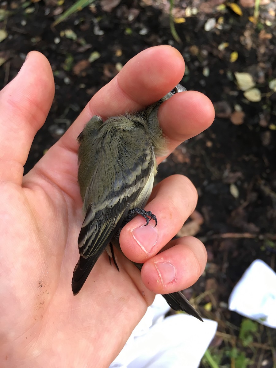 Western Flycatcher (Pacific-slope) - ML641390830
