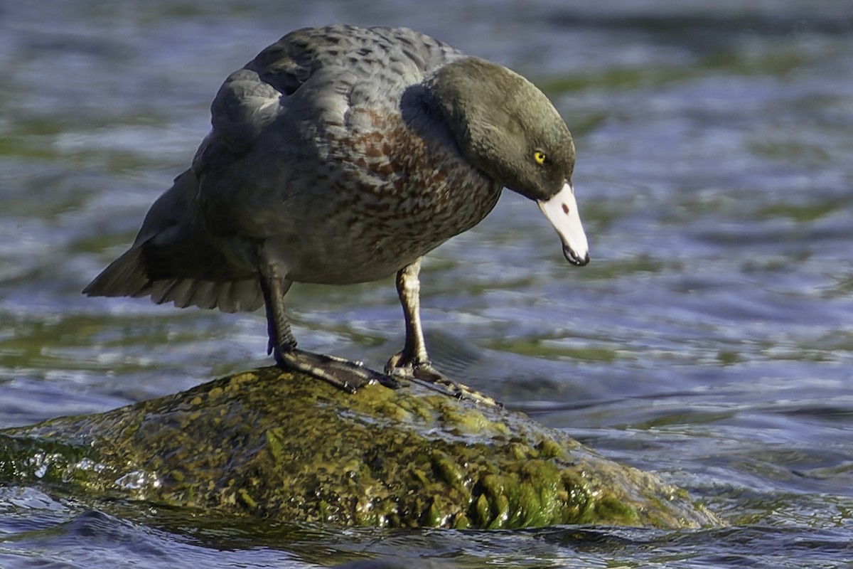 Blue Duck - ML641390847