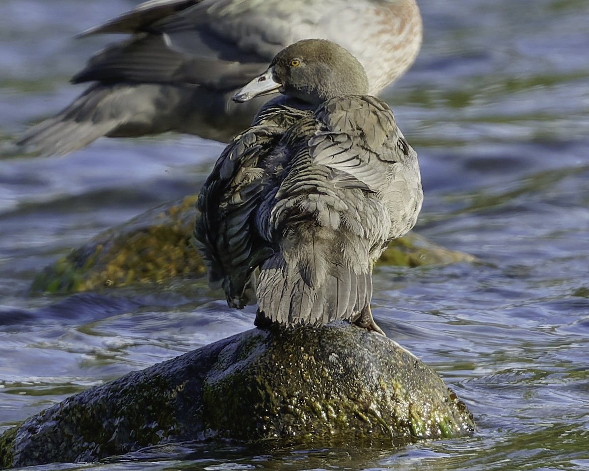 Blue Duck - ML641390848