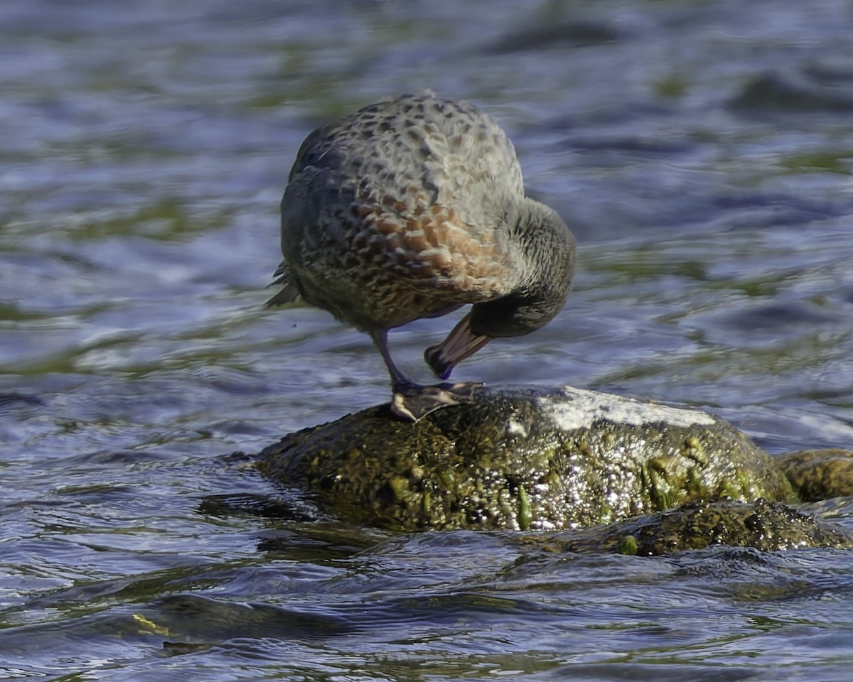 Blue Duck - ML641390850