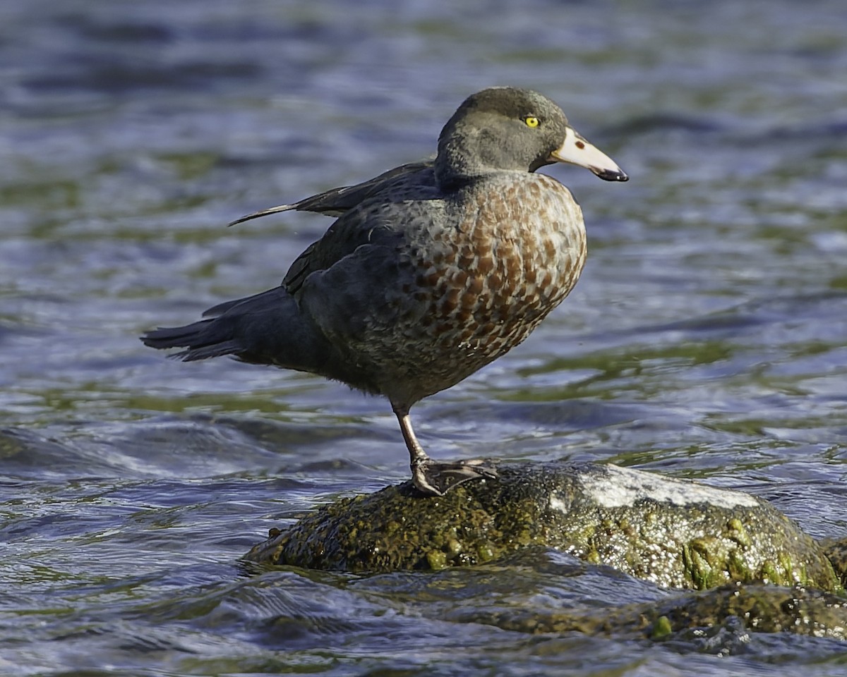 Blue Duck - ML641390851