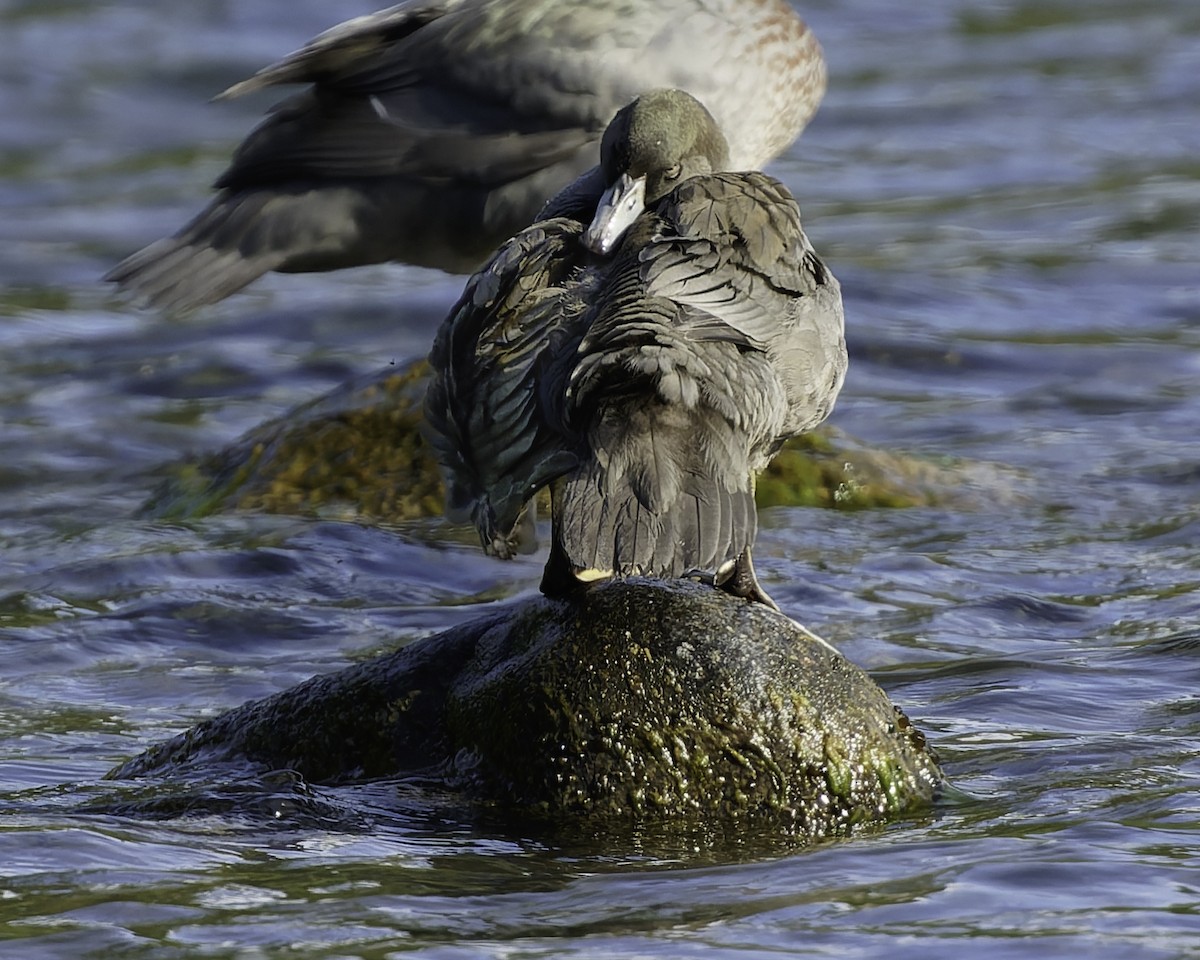 Blue Duck - ML641390852