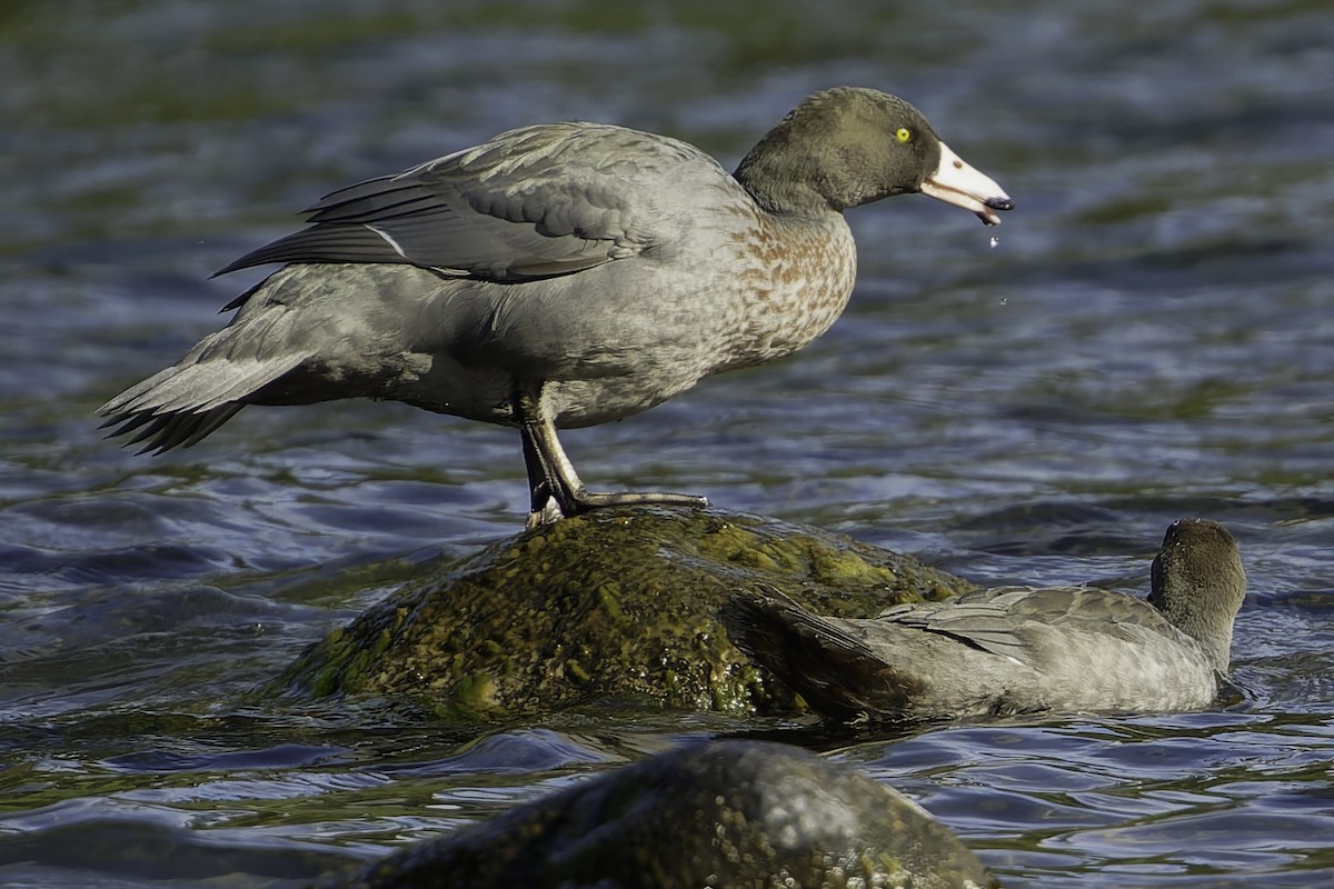 Blue Duck - ML641390853