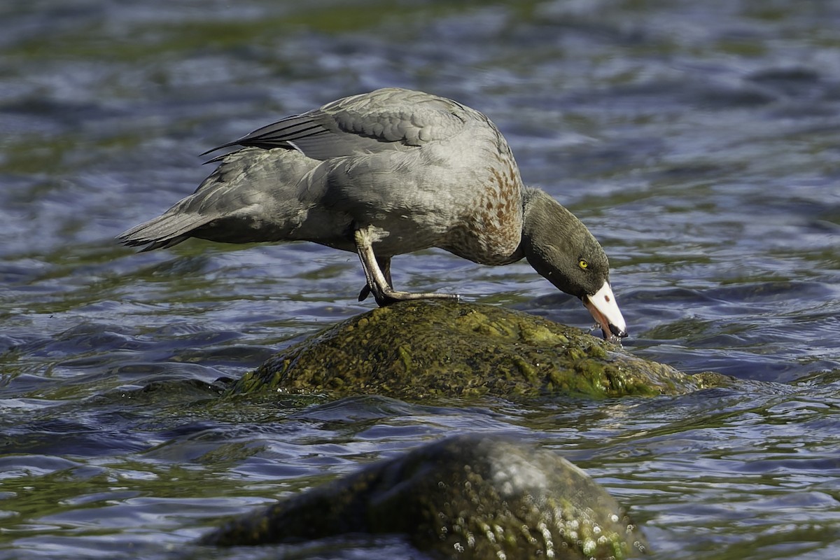 Blue Duck - ML641390854