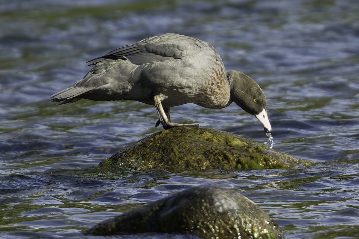 Blue Duck - ML641390855