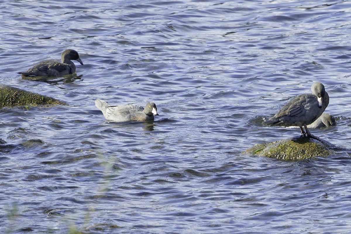 Blue Duck - ML641390856