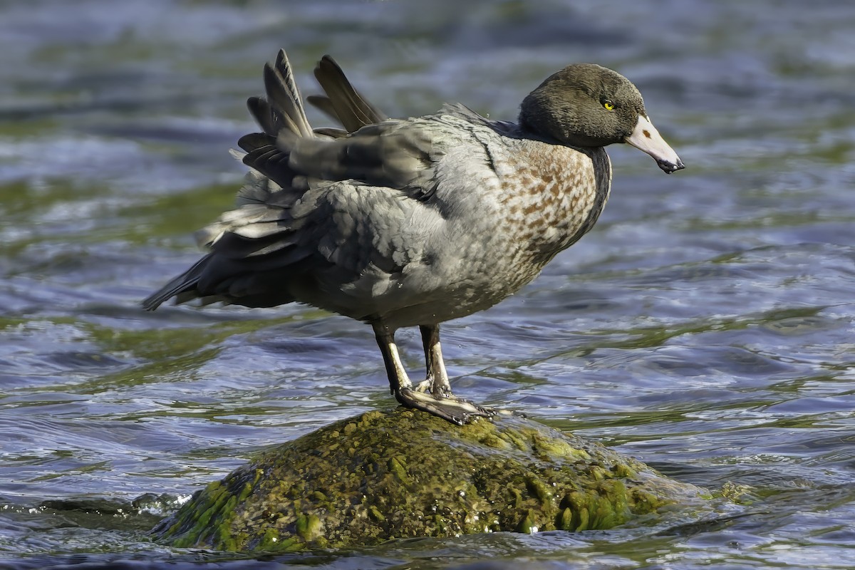 Blue Duck - ML641390857