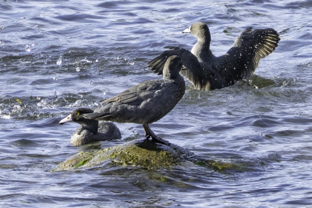 Blue Duck - ML641390859