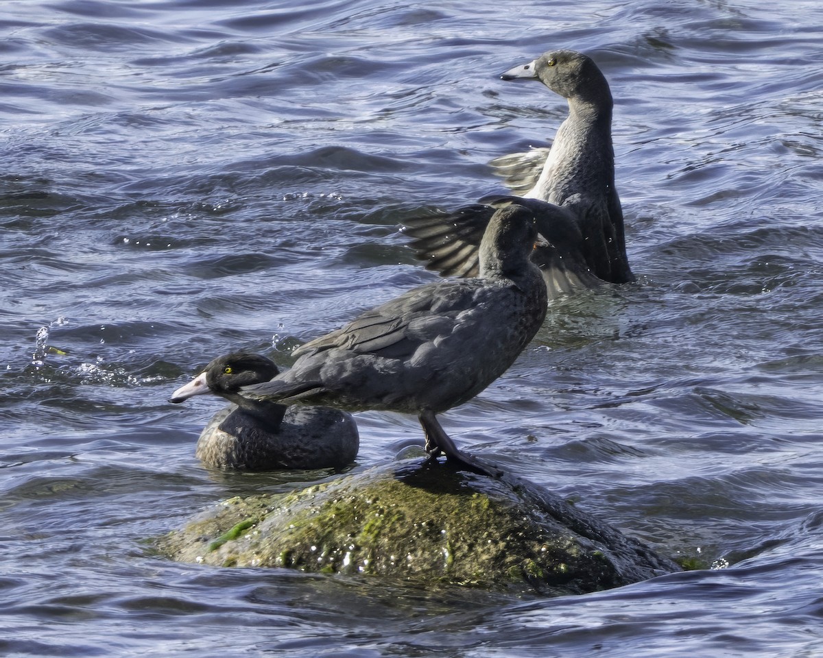 Blue Duck - ML641390860