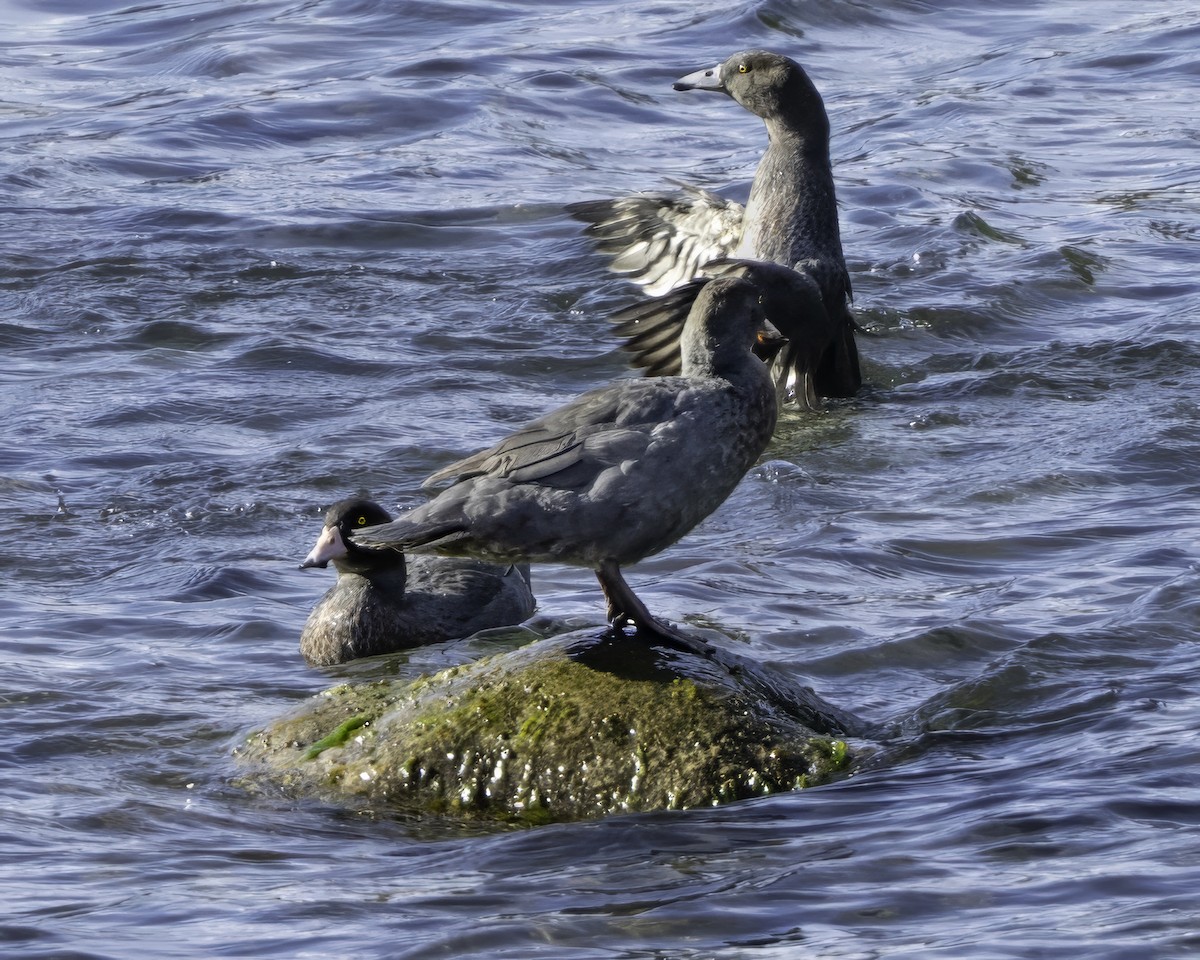 Blue Duck - ML641390862