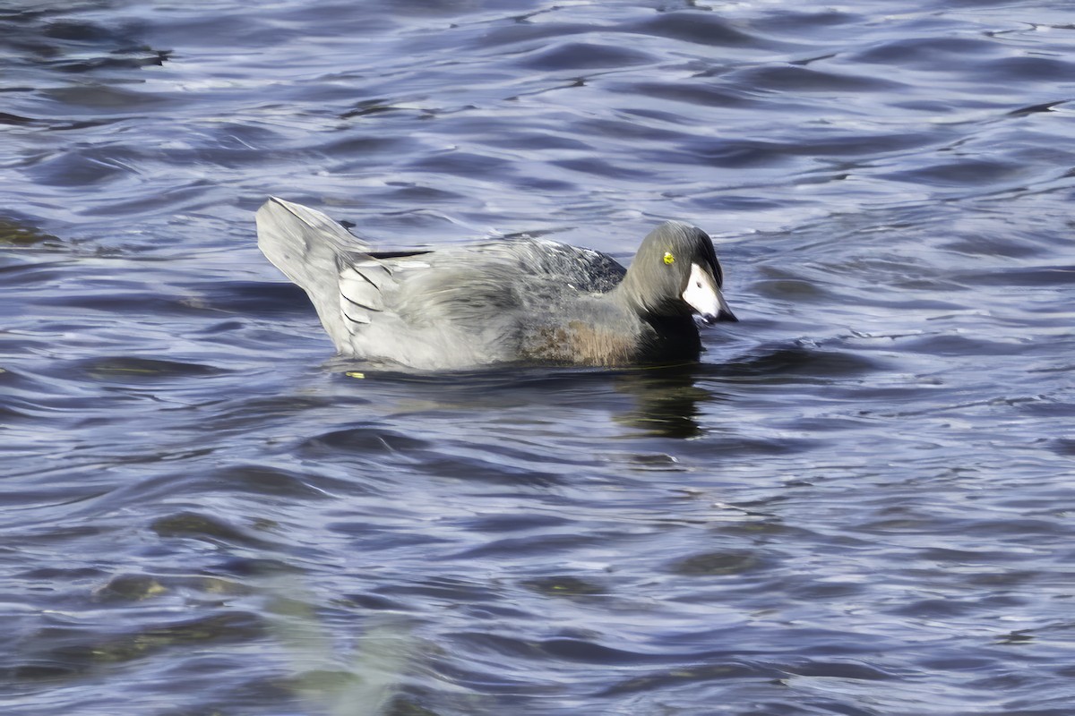 Blue Duck - ML641390905