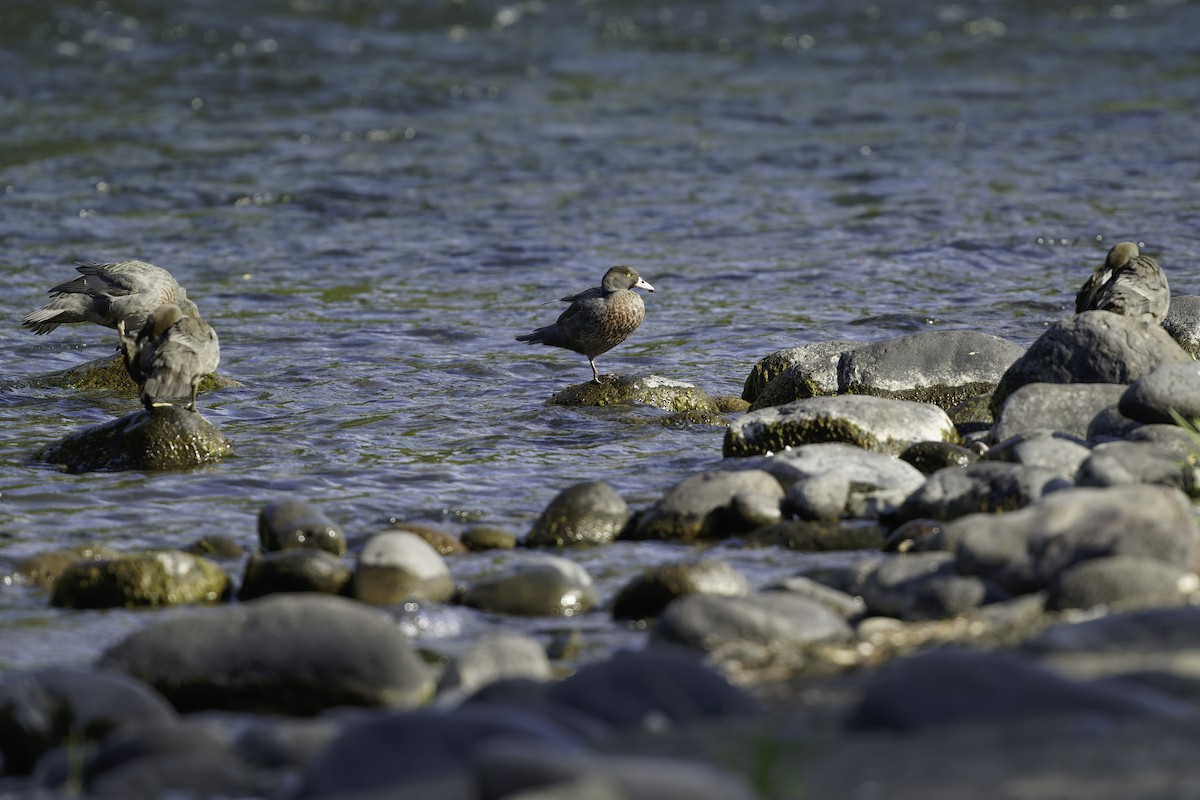 Blue Duck - ML641390940